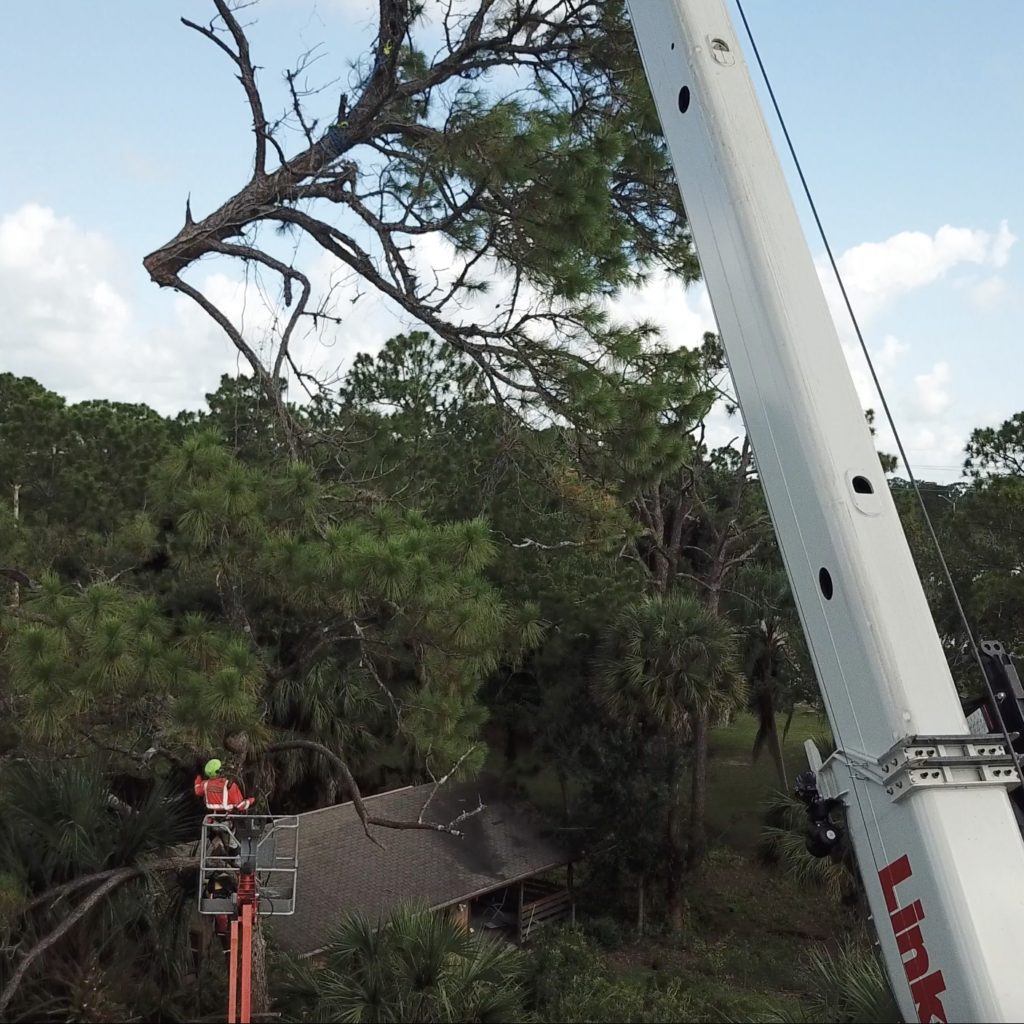 Tree Service Melbourne FL | Tree Service Palm Bay FL | Merritt Island FL